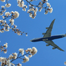 sakuraの山 桜咲く [日本のジャンボ機] 飛ぶ