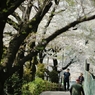 spring for tokyoites 2019