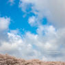 権現堂の青い空