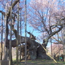 樹齢約2000年の桜 山高神代桜２