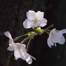 春風　桜