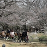 公園の日射しにぬくもり