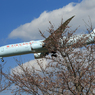 「青が大好き」 Air Canada 787-9 Landing