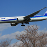 「青が大好き」 ANA 777-381 JA792A Landing
