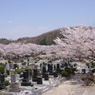 桜に囲まれた墓地