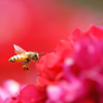 Rose Honey