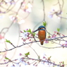 名残の桜