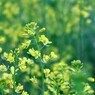 菜の花
