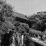 「隠れ銀杏」～かいちゃん春の陣2019～いざ鎌倉へ！～