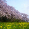 桜と菜の花