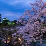 岡崎公園の桜