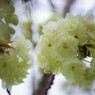 平成最後を咲く桜達～xlii