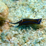 ニシキツバメガイ
