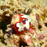 フジナミウミウシ