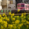 菜の花と一緒に