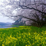 桜と菜の花