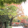 府中の森公園2017,11
