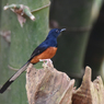 アカハラシキチョウ