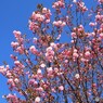 平成最後を咲く桜達～xlvi