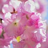 平成最後を咲く桜達～xlvii