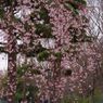 春風　枝垂桜
