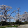 天岑寺桜2