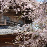 天岑寺桜3