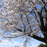 天岑寺桜5