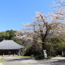 天岑寺桜7
