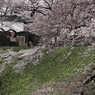 城門の桜