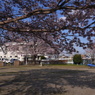写真句：公園桜：NTW203