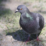 土鳩
