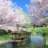 春の伏見情景