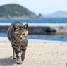 ナズナちゃん、こんにちは