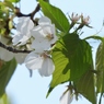 散歩道・桜3