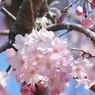 散歩道・枝垂れ桜1