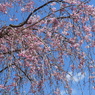 散歩道・枝垂れ桜2