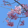 散歩道・枝垂れ桜3