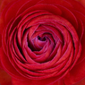 赤い薔薇