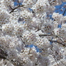 青空と桜