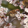 スズメと桜