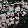 桜に雪　DSCN7387