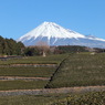 富士と茶畑