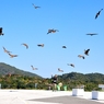 Kites