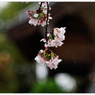 「雨の日の桜」小江戸川越散歩232