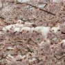 雪桜