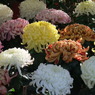 菊爛漫
