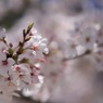 春の匂い