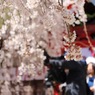 にぎわう桜並木