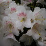 春風　シャクナゲ　Ⅱ
